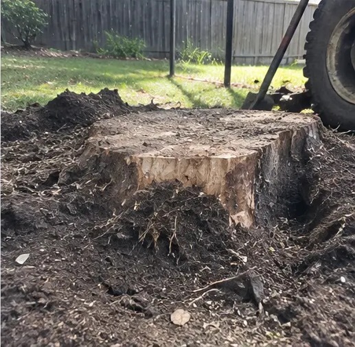 Large partially excavated tree stump with exposed roots in a fenced backyard