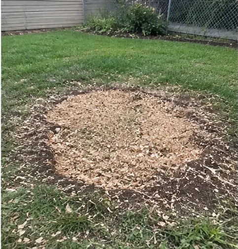 Finished stump-grinding area filled with wood chips and leveled with the surrounding lawn