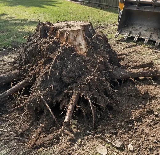 Tree stump with thick exposed surface roots spreading into a residential lawn